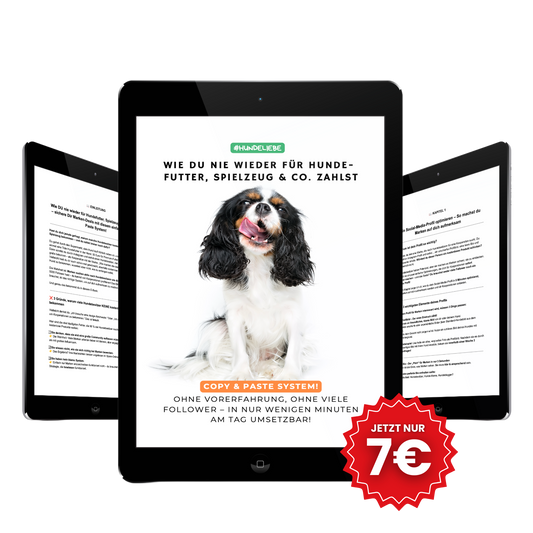 Das Geheimnis, wie clevere Hundebesitzer kostenloses Futter & Zubehör sichern!